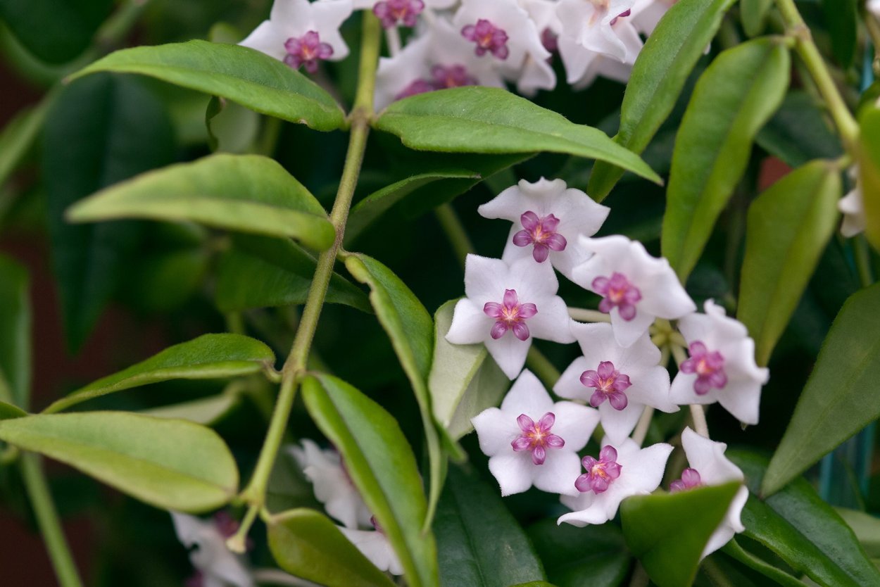 Хойя Белла Каскад