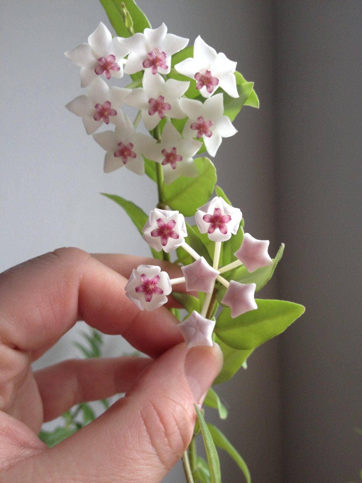 Хойя Монетка цветок