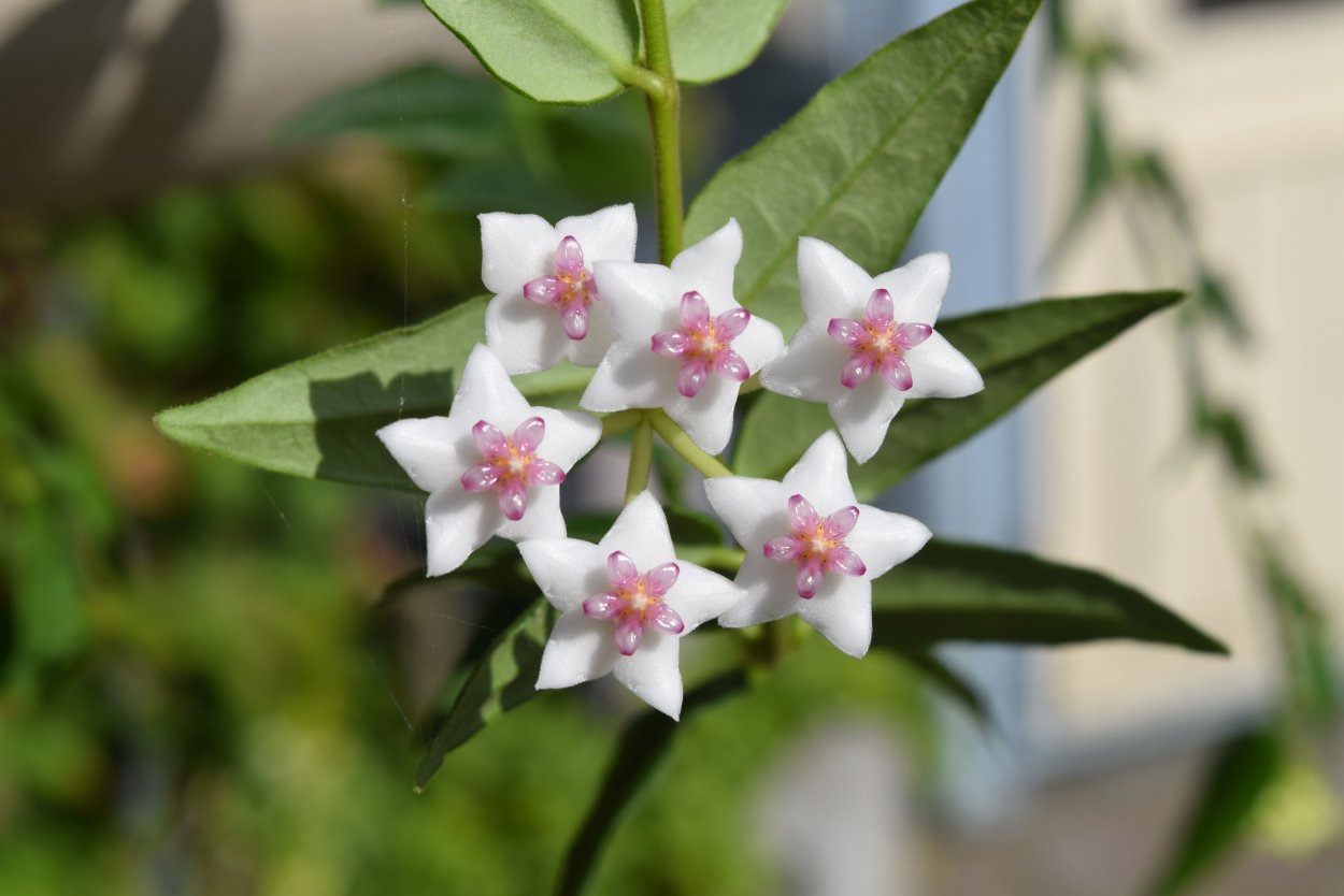 Цветок Хойя Белла