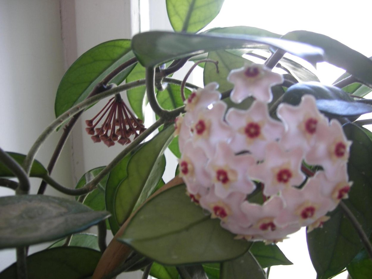 Цветок Хойя,Мирт