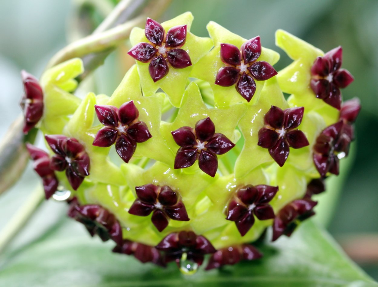 Хойя Hoya cinnamomifolia