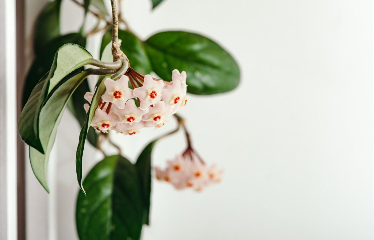 Хойя растение на белом фоне