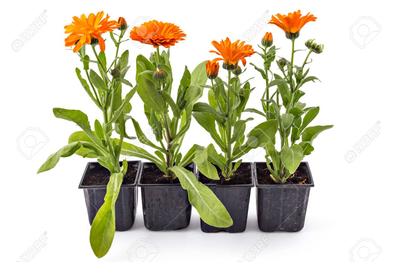 Календула в горшке