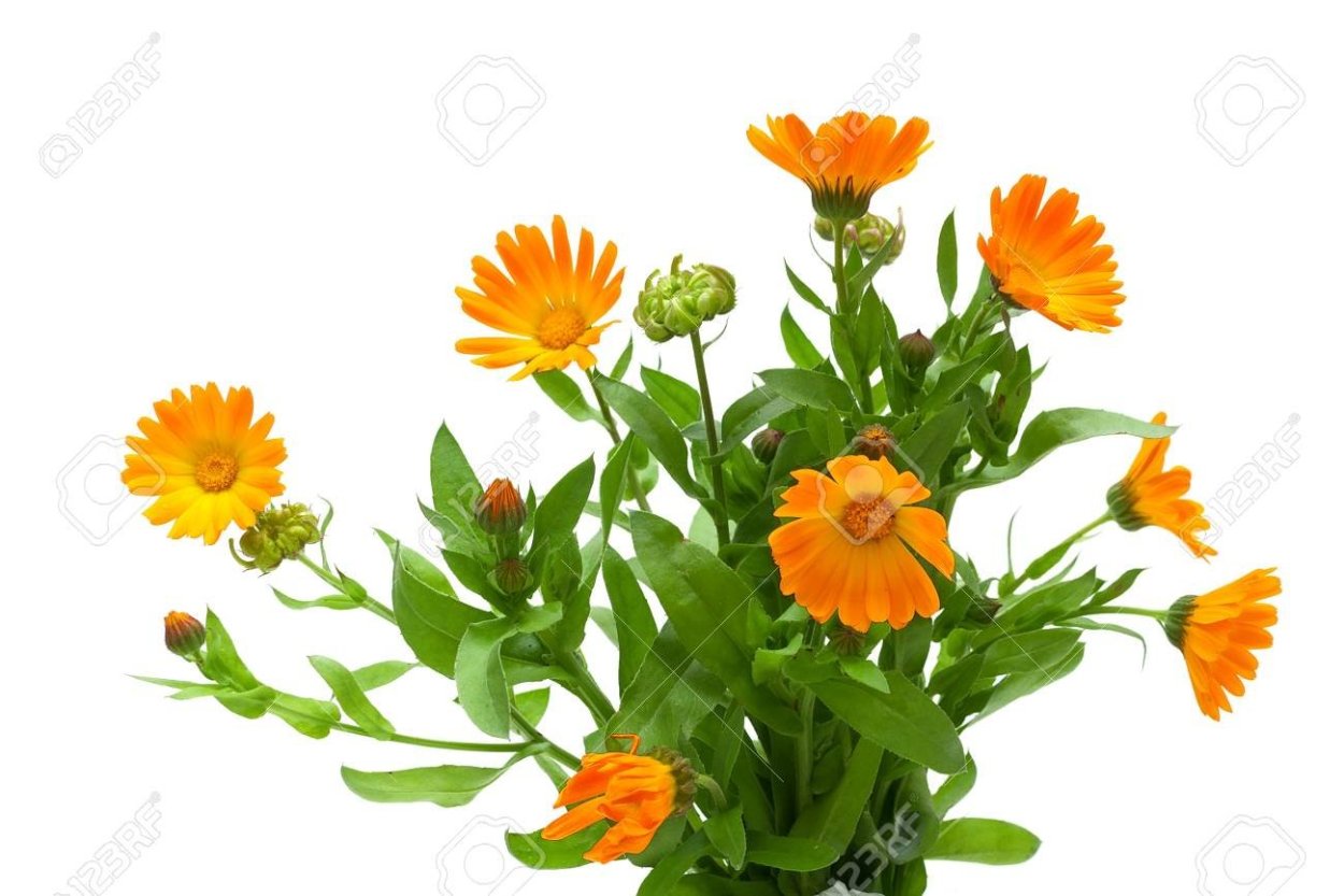 Букет календулы на белом фоне