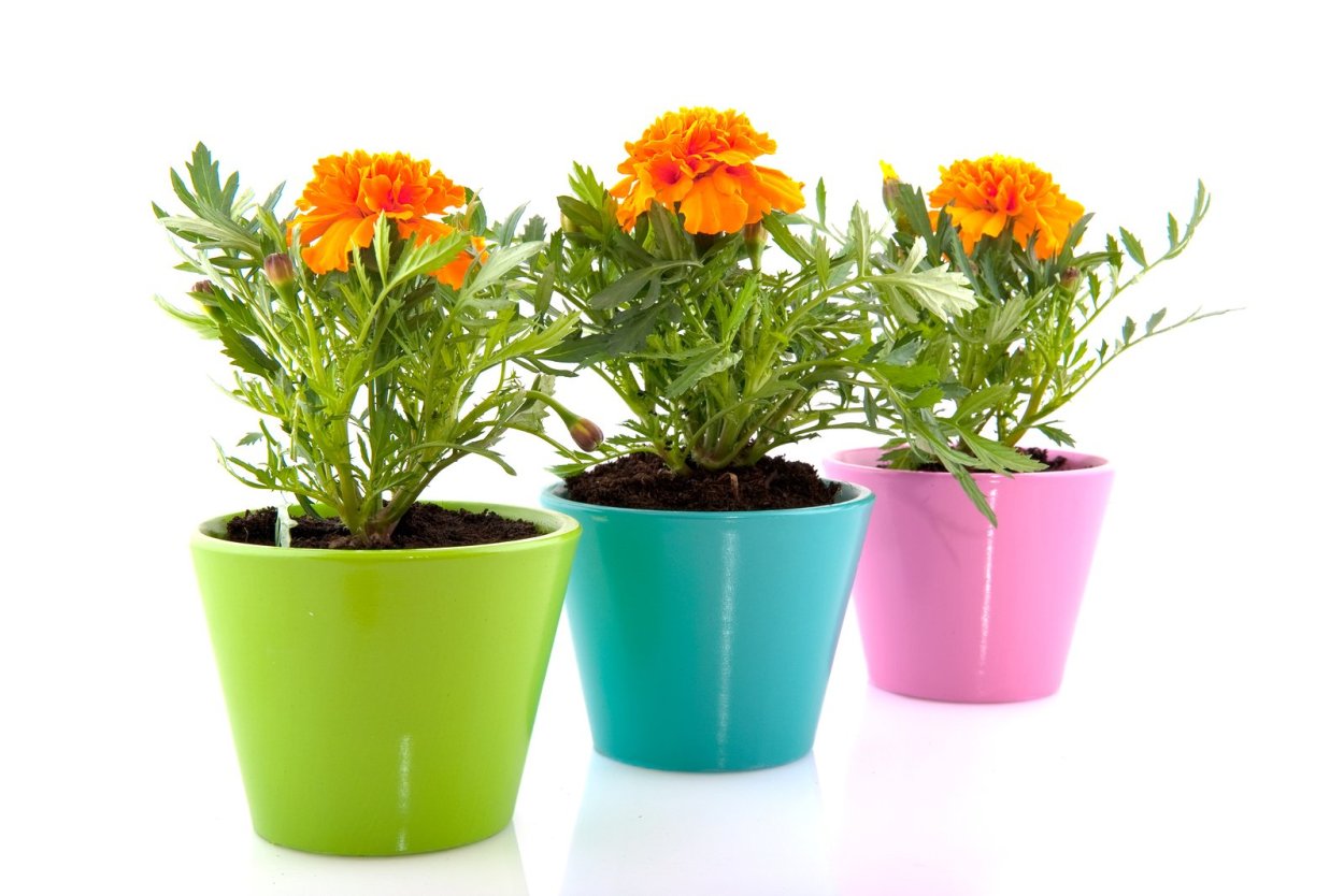 Календула в горшке