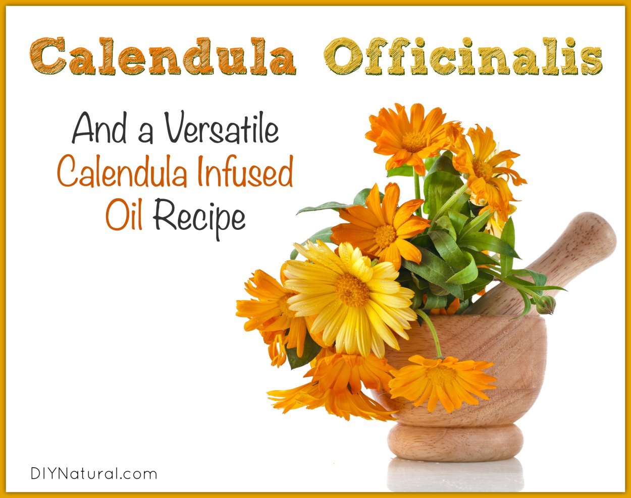 Vocabulary Calendula