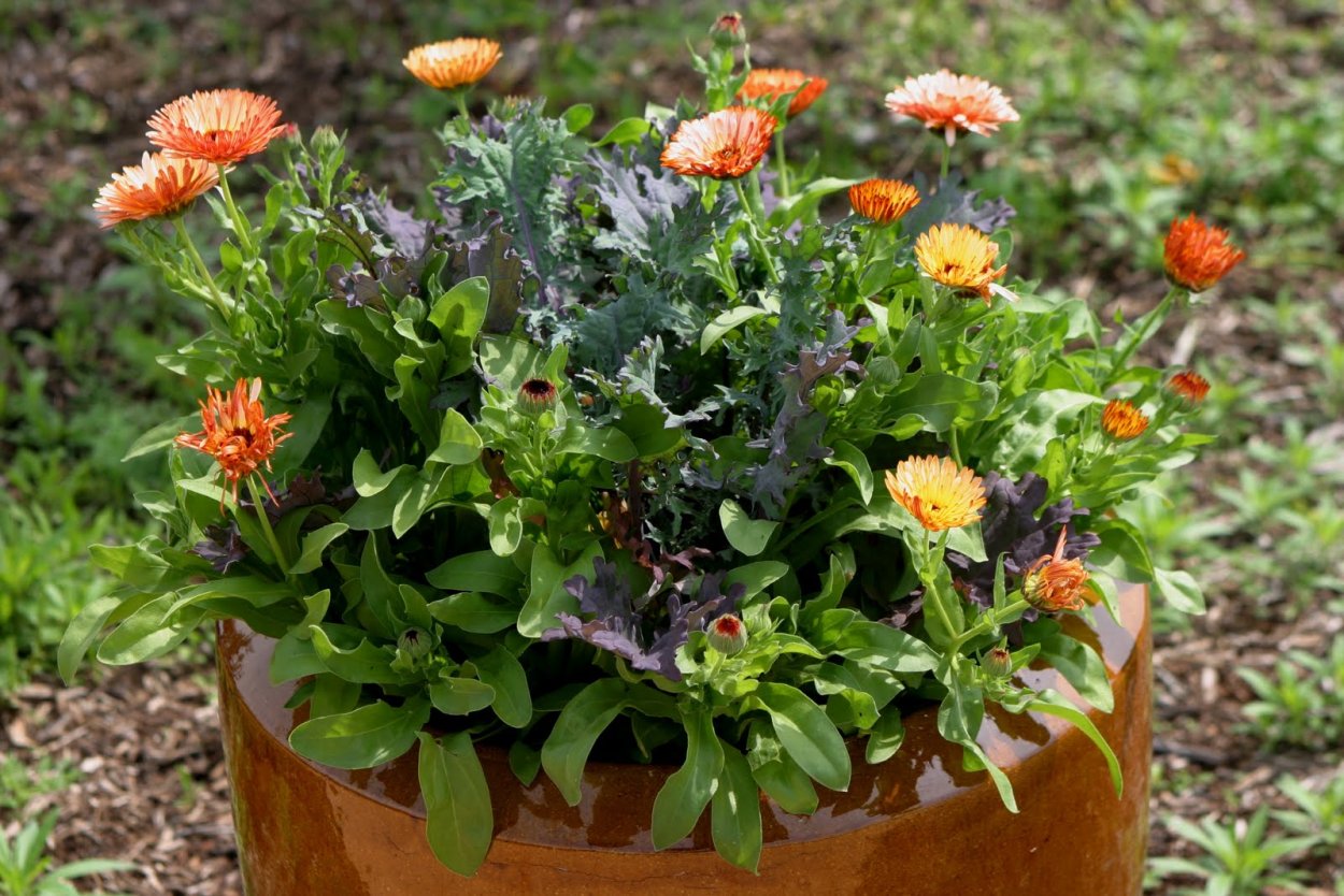 Календула балконная