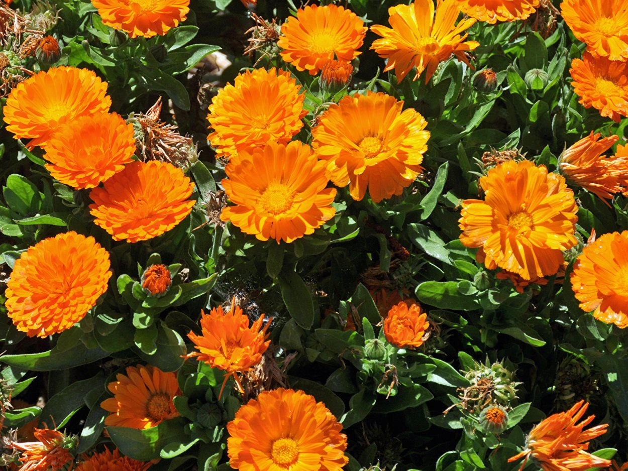 Календула Кэндимэн оранжевый