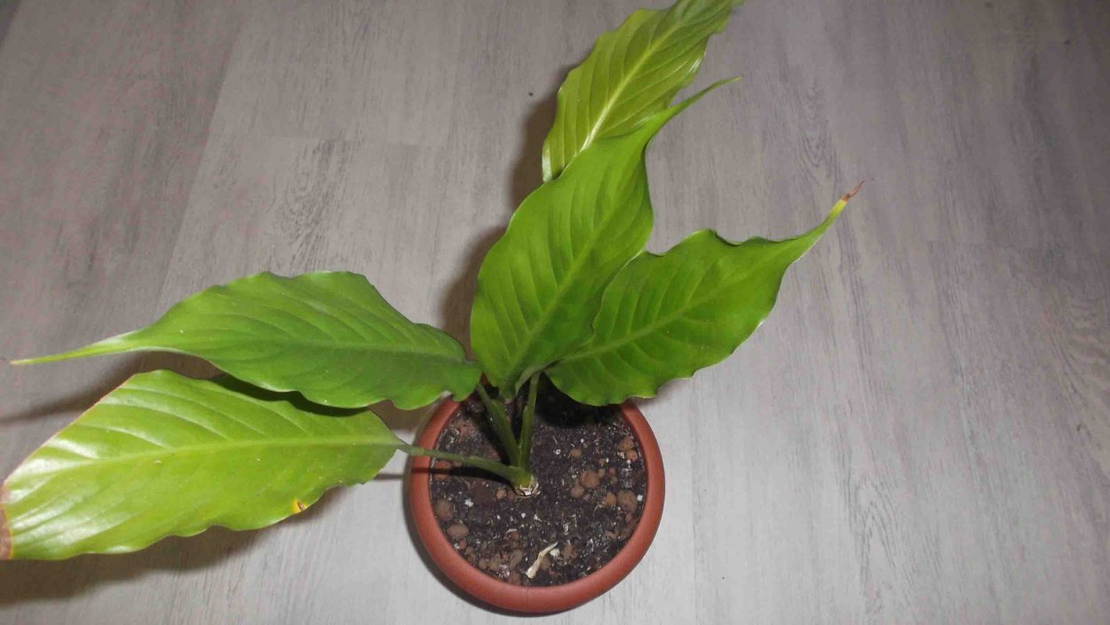 Листок спатифиллум
