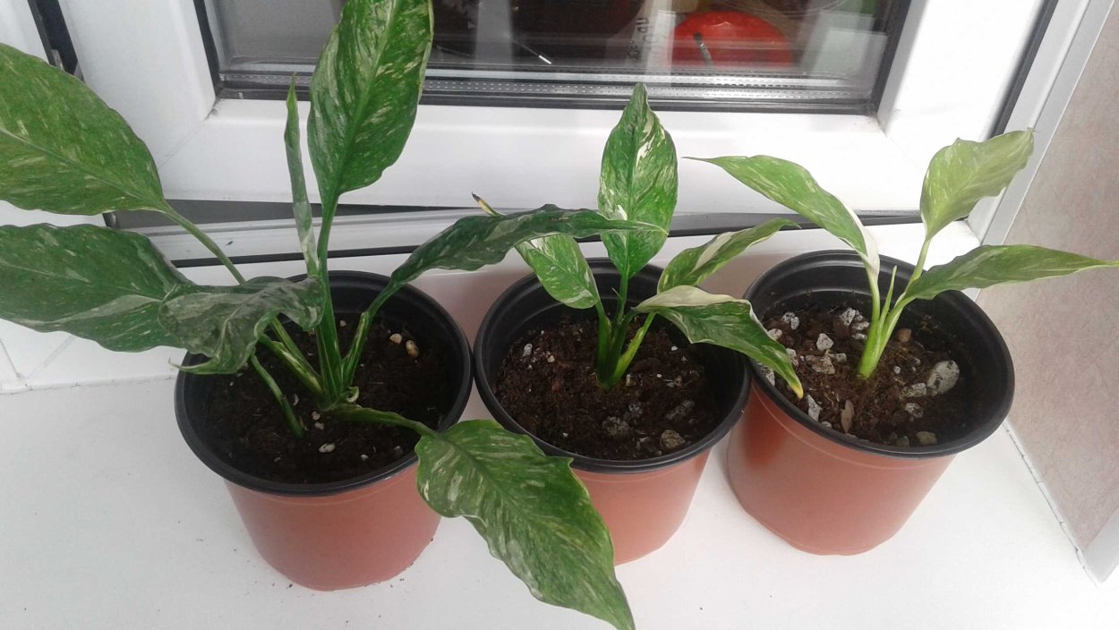 Спатифиллум мужегон