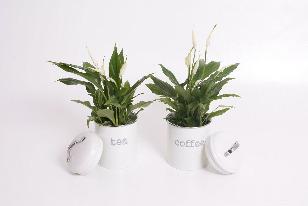 Спатифиллум Уоллиса спатифиллум Уоллиса