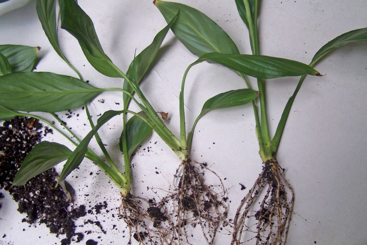 Спатифиллум Росток