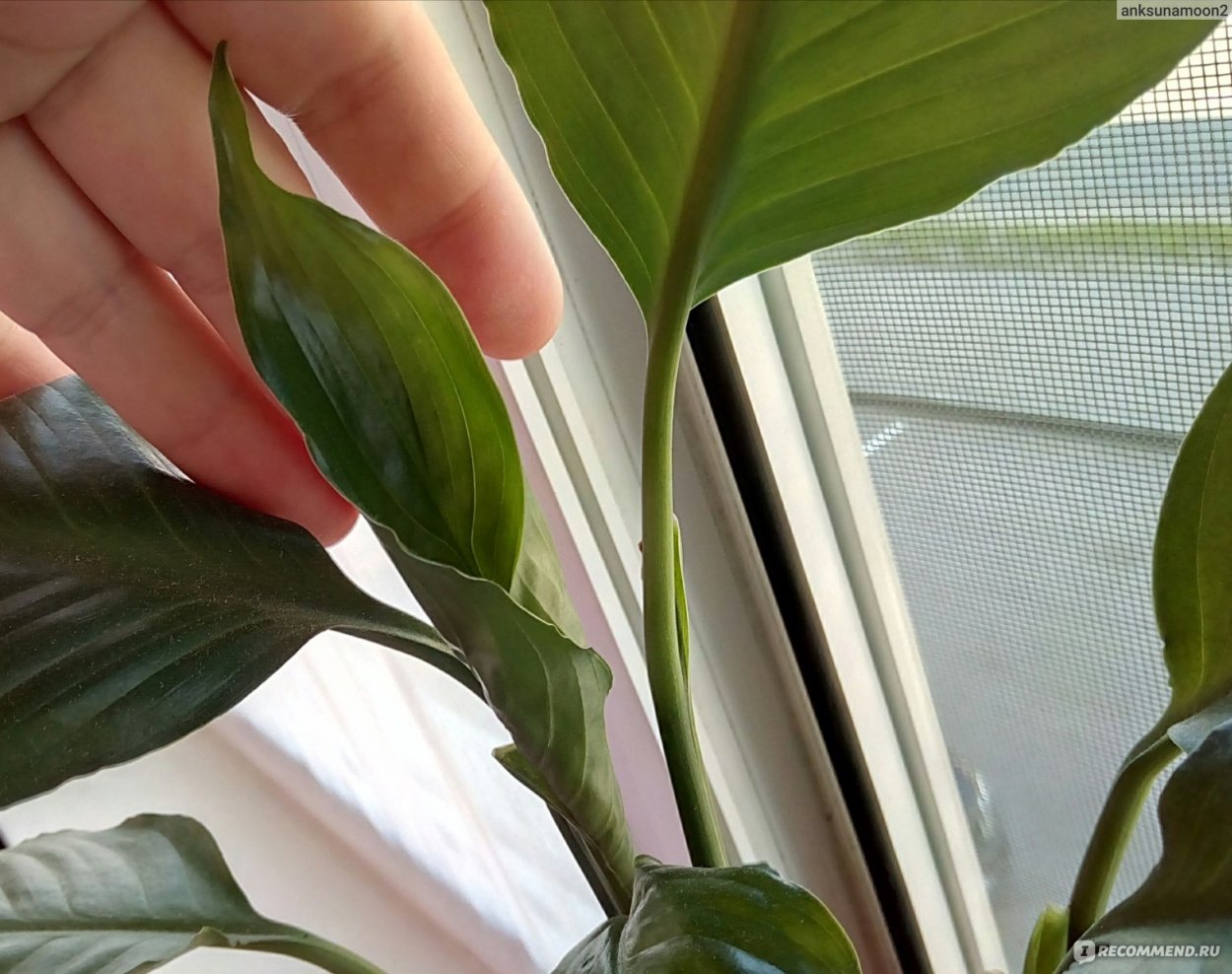 Бутон спатифиллума