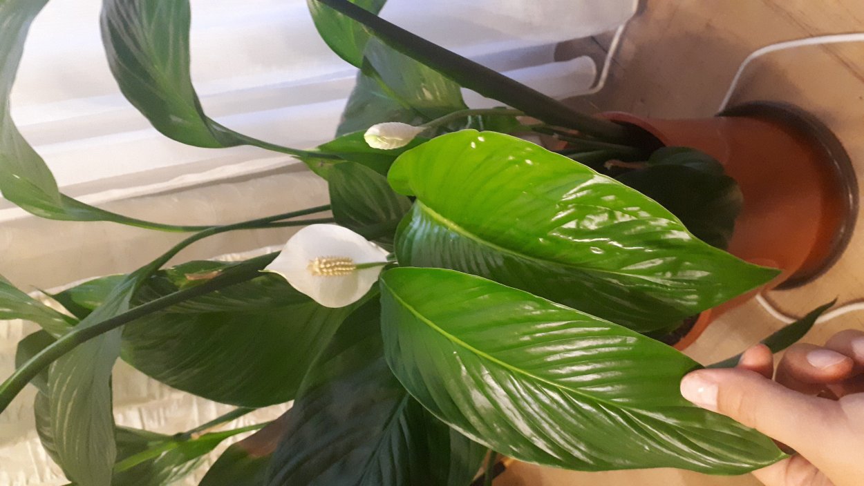 Спатифиллум Гаити цветение