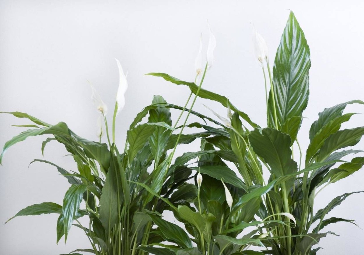 Спатифиллум Ларго
