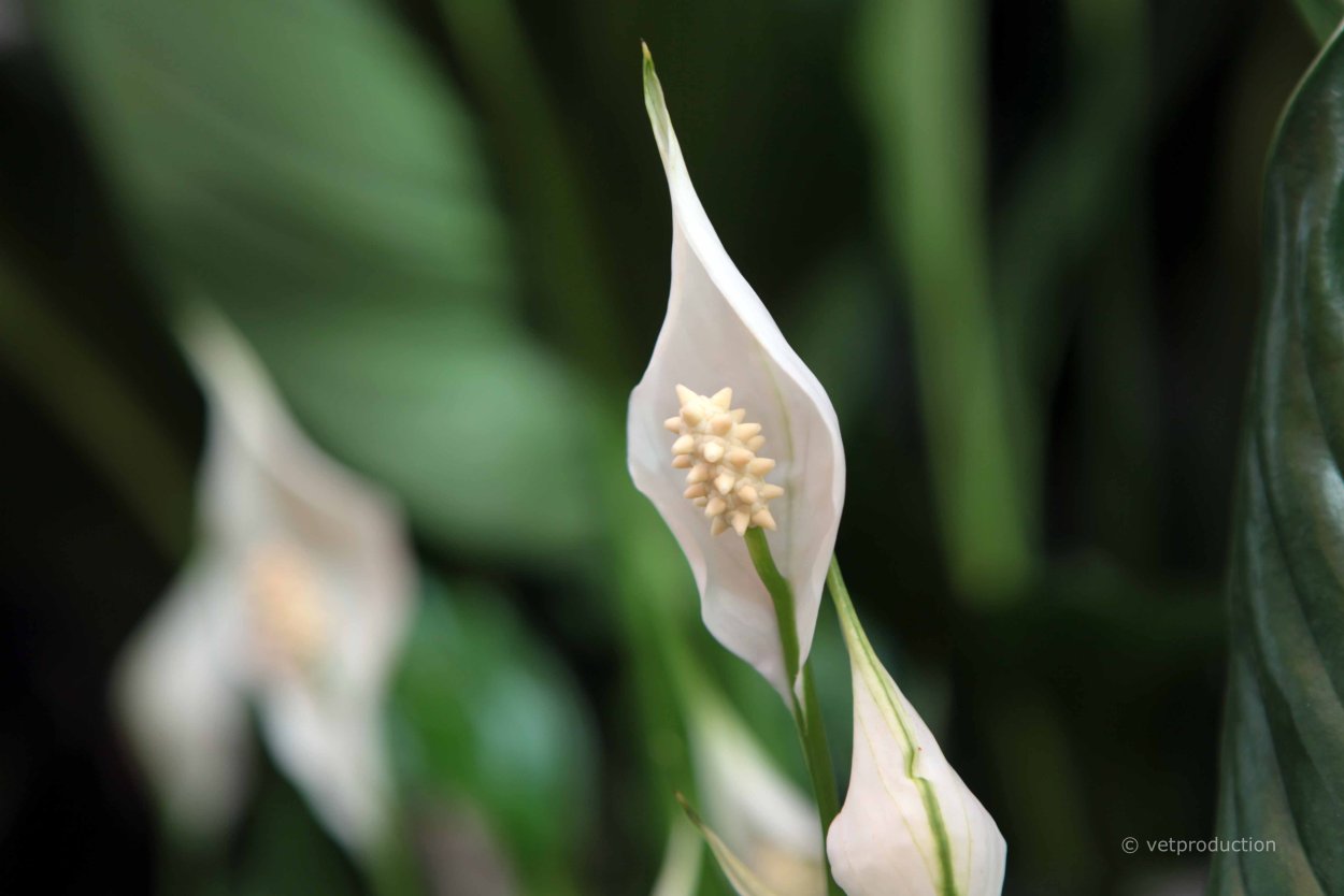 Спатифиллум тычинка