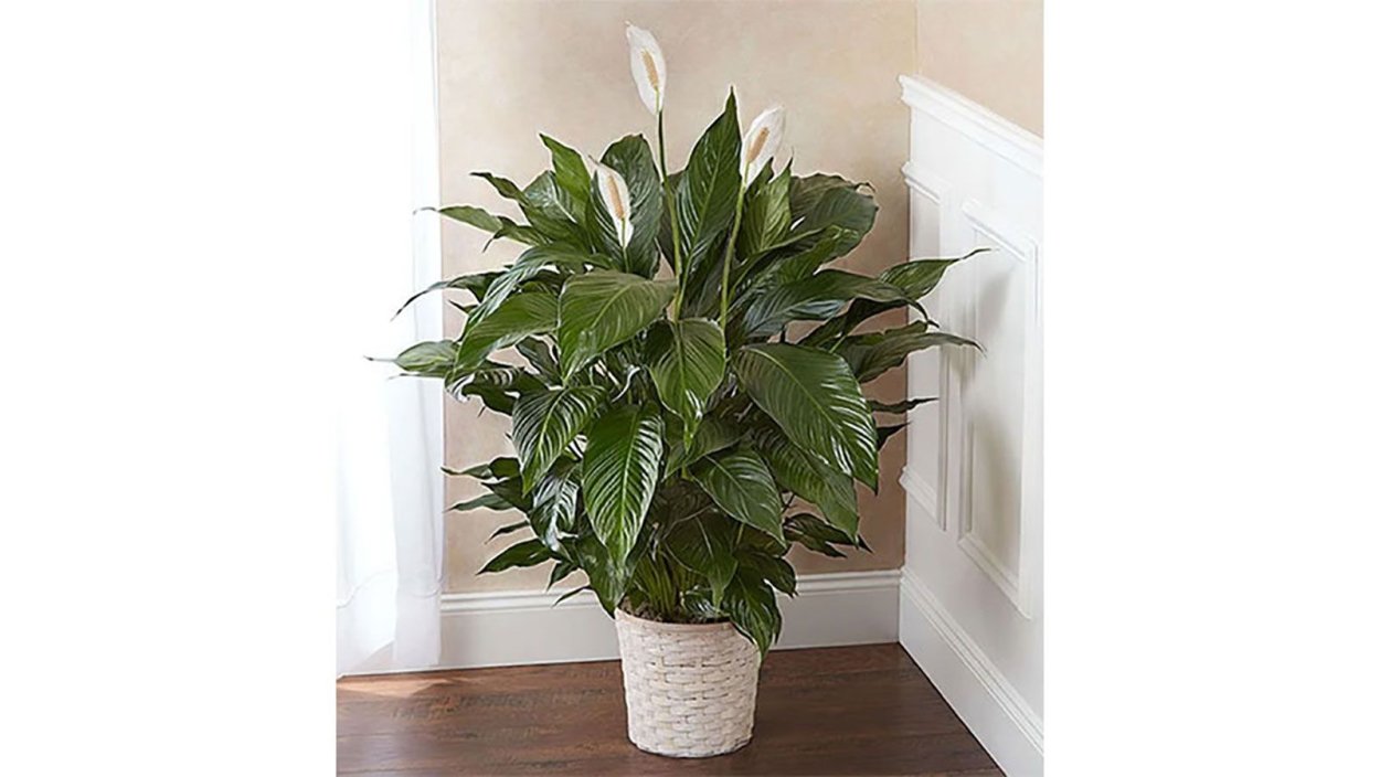 Спалафитум растение