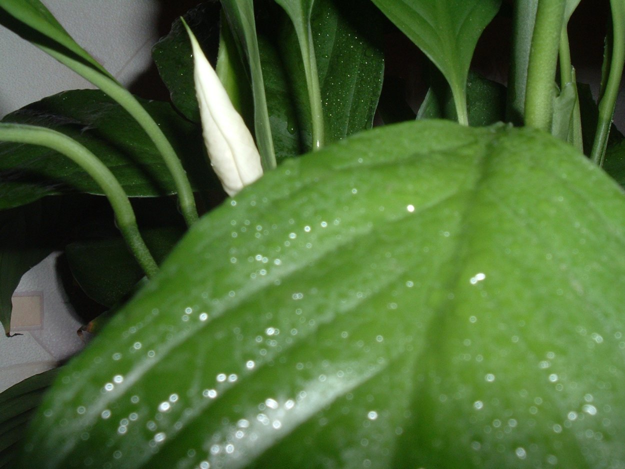 Спатифиллум старое привидение