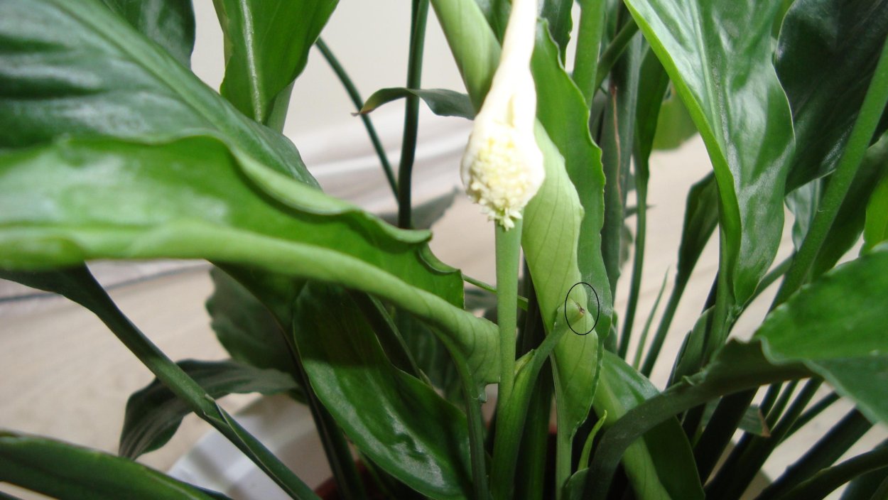 Спатифиллум цветонос