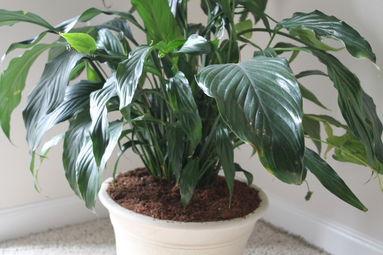 Калатея спатифиллум