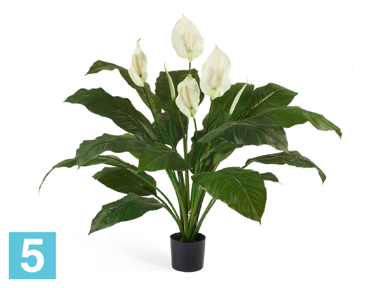 Спатифиллум Королевский