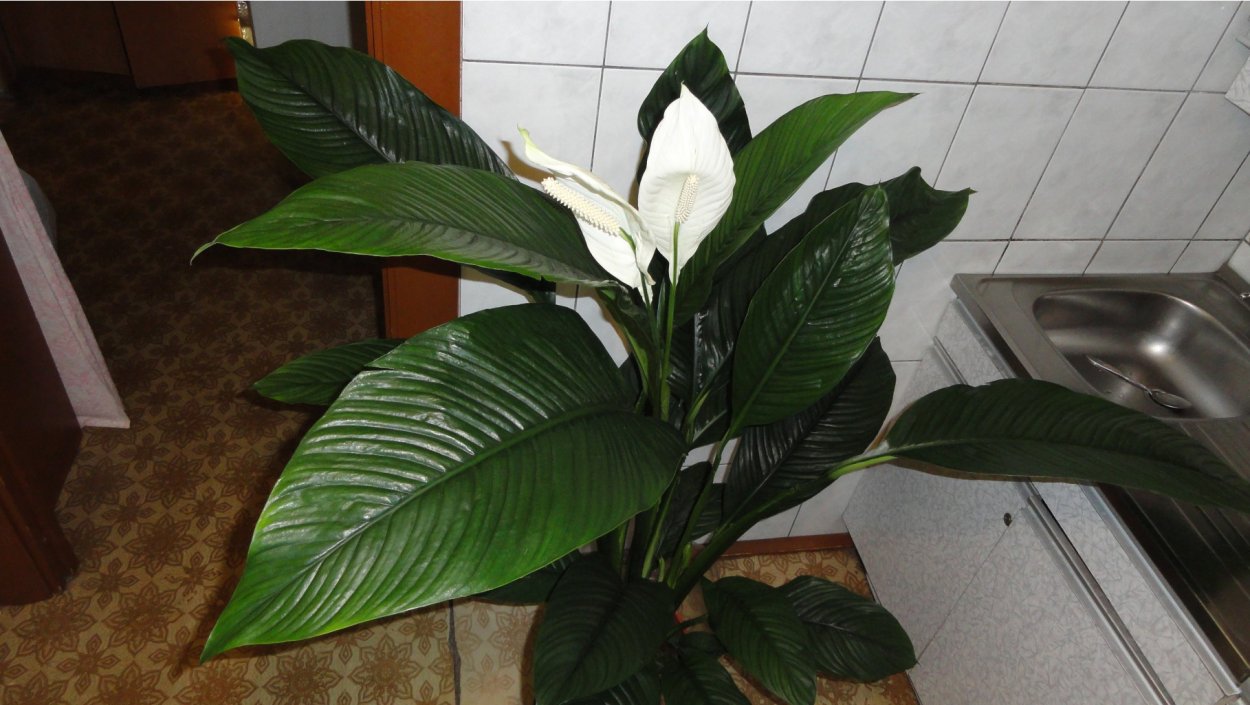 Спатифиллум сенсация
