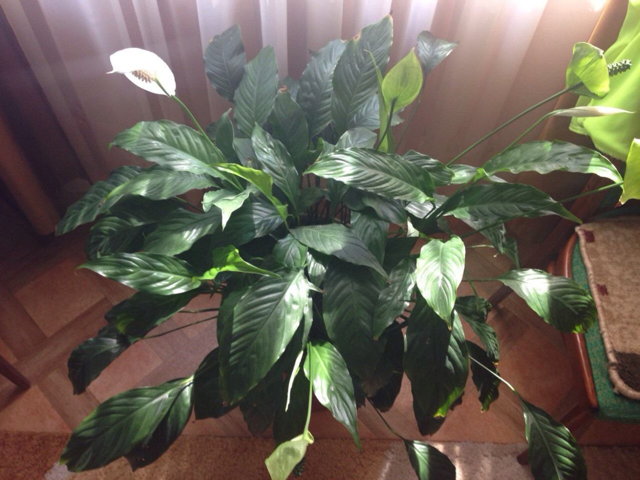 Уоллис спатифиллум Уоллиса