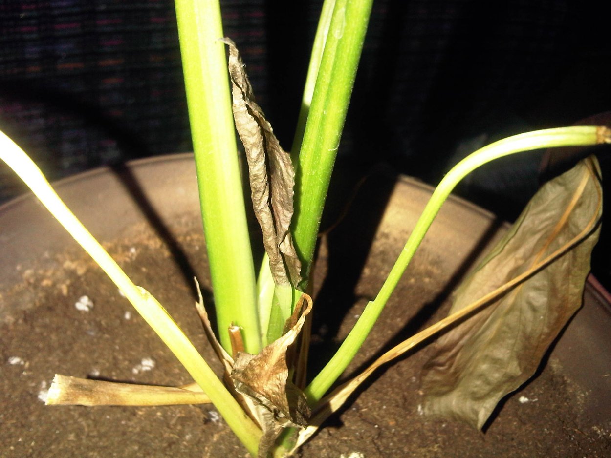 Недостаточный полив спатифиллума