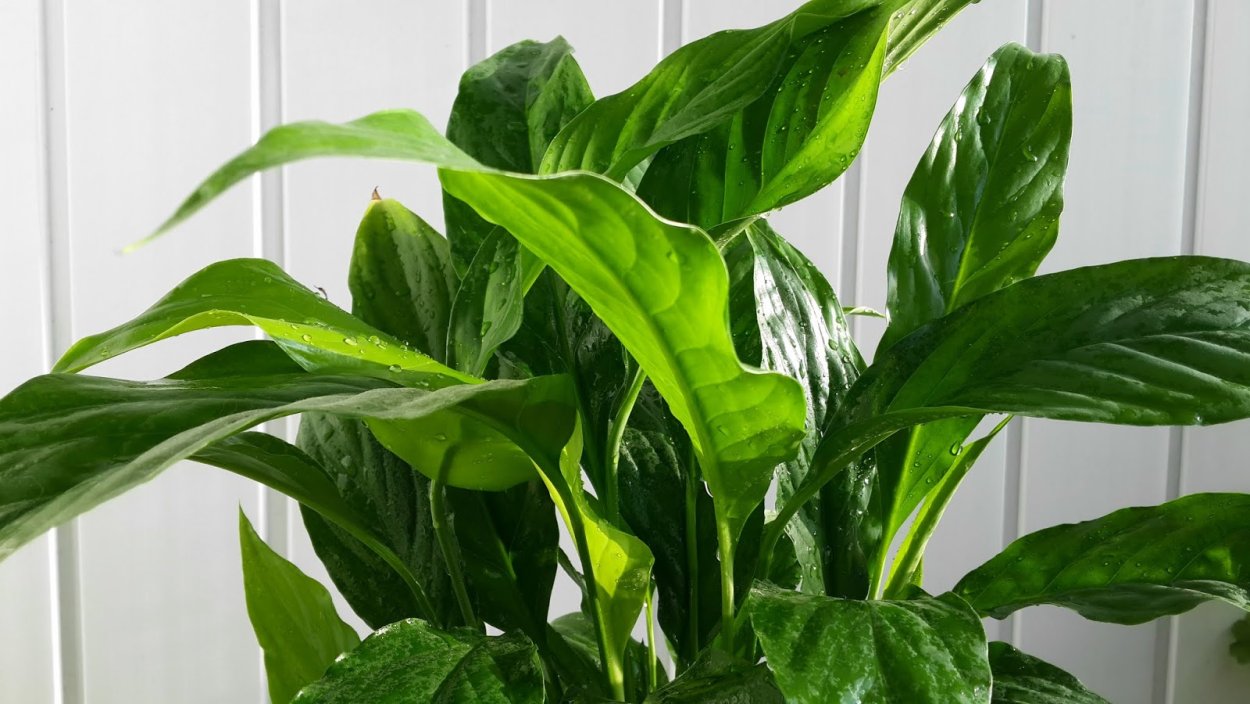 Диффенбахия мужегон