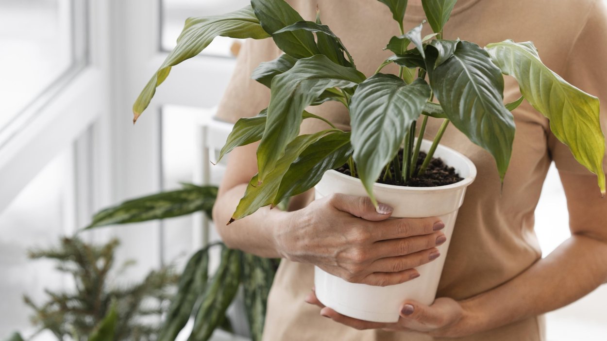 Рост растений