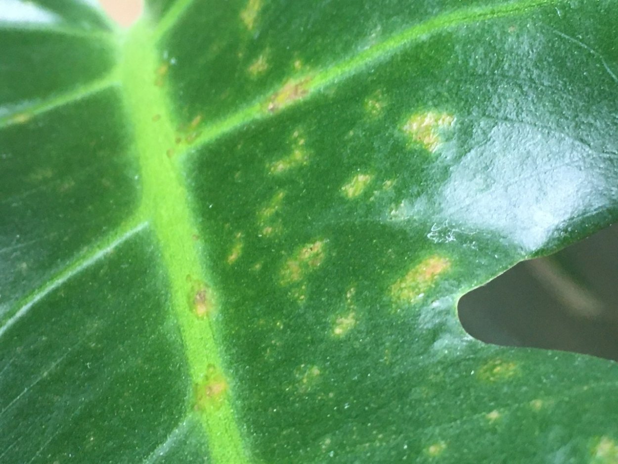 Монстера болезни трипсы