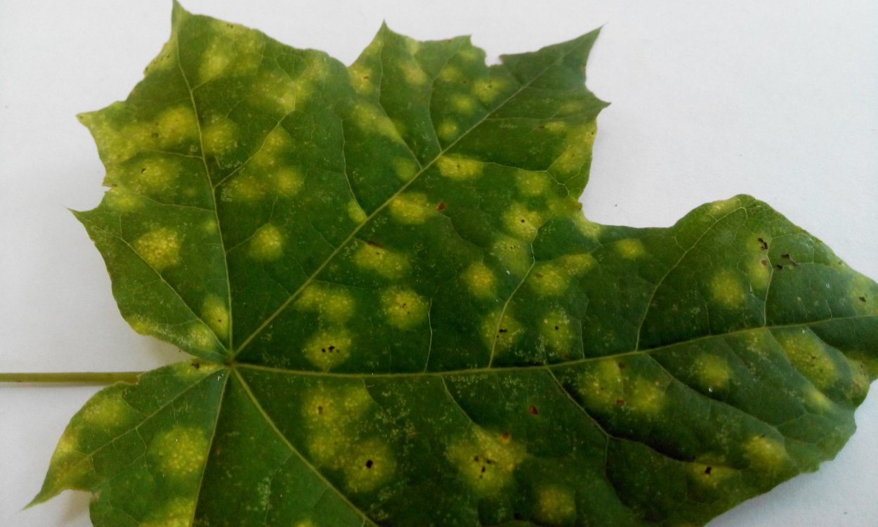 Черная пятнистость клена