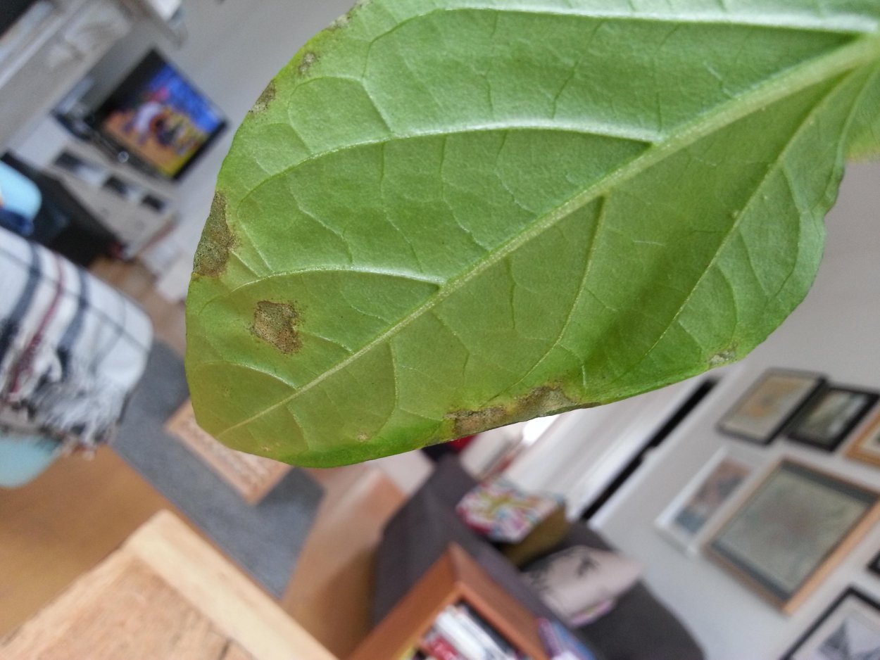 Коричневые точки на листьях