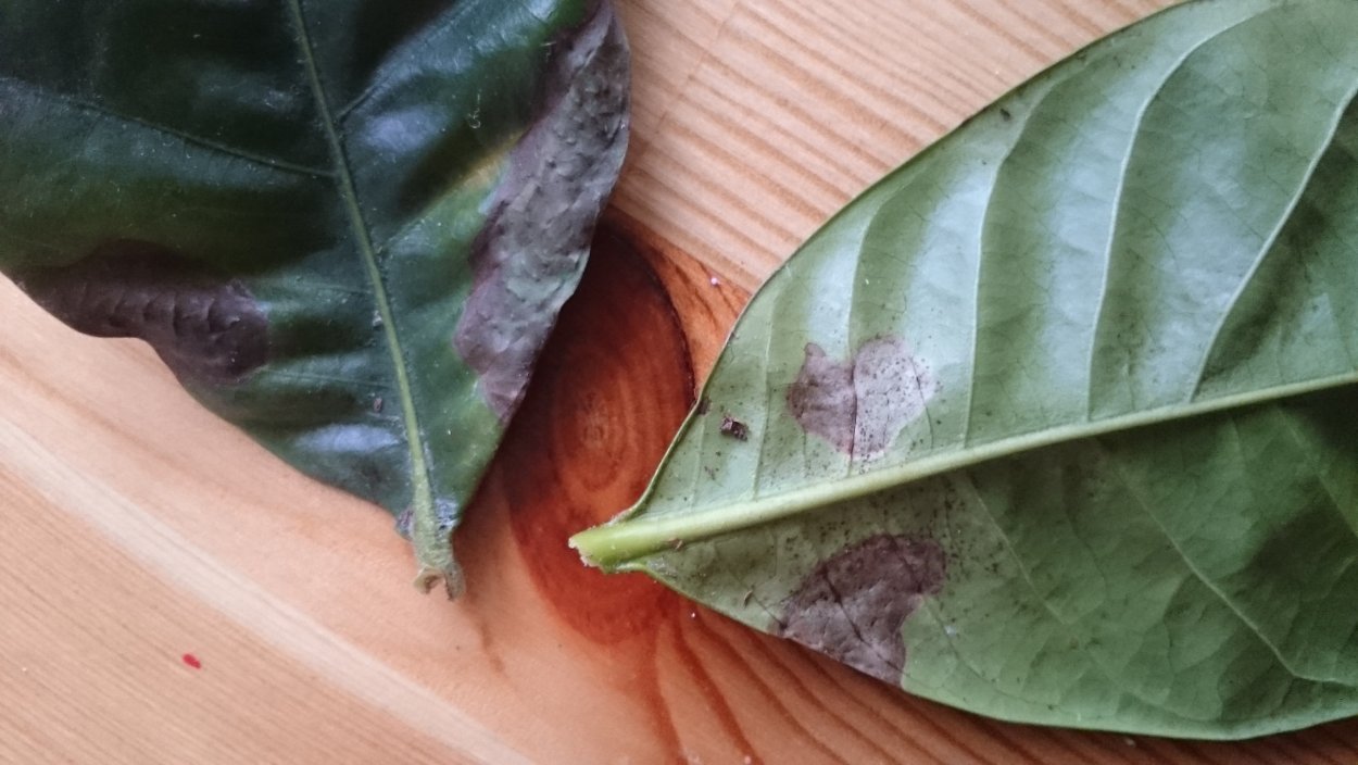 Черные точки на листьях домашних растений