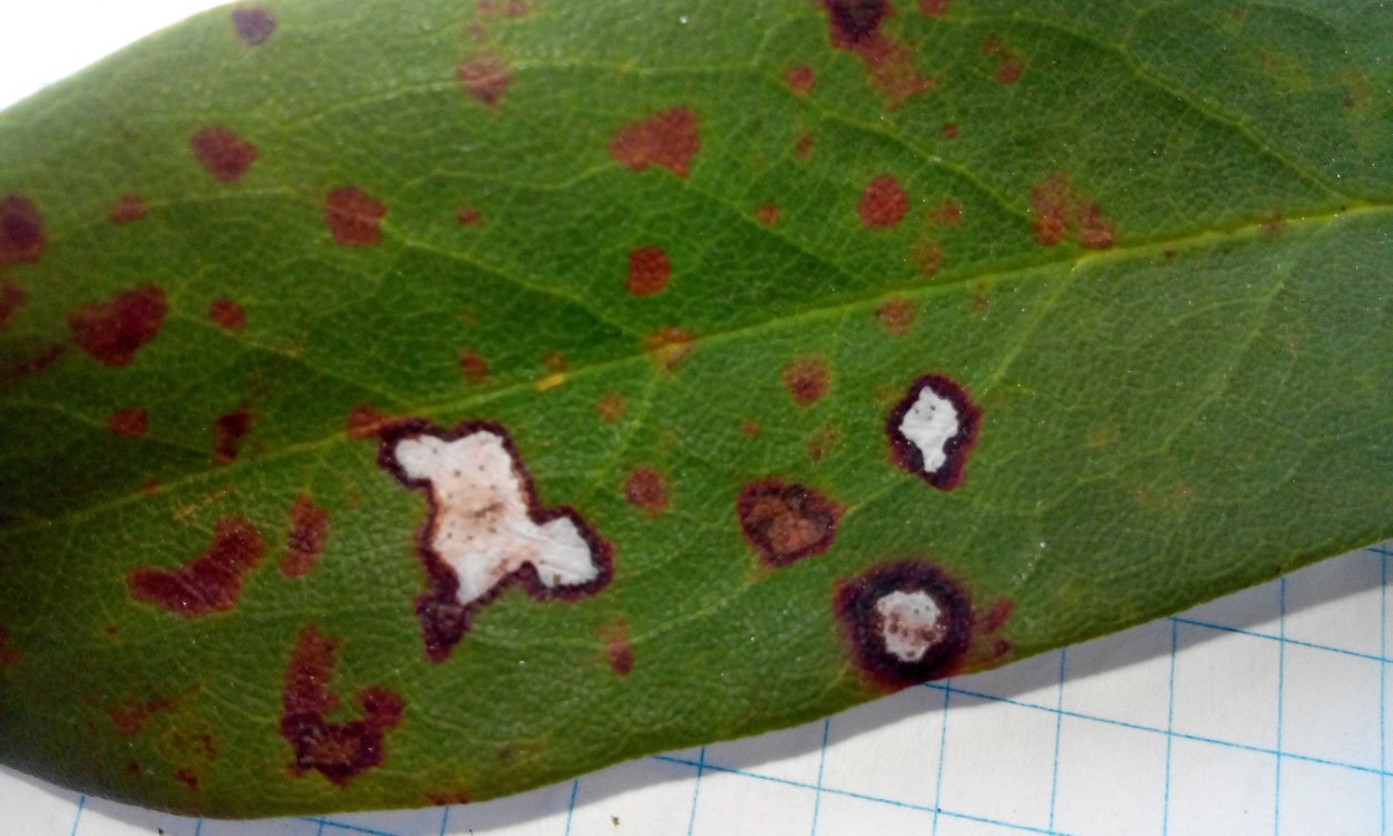 Церкоспороз рододендрона