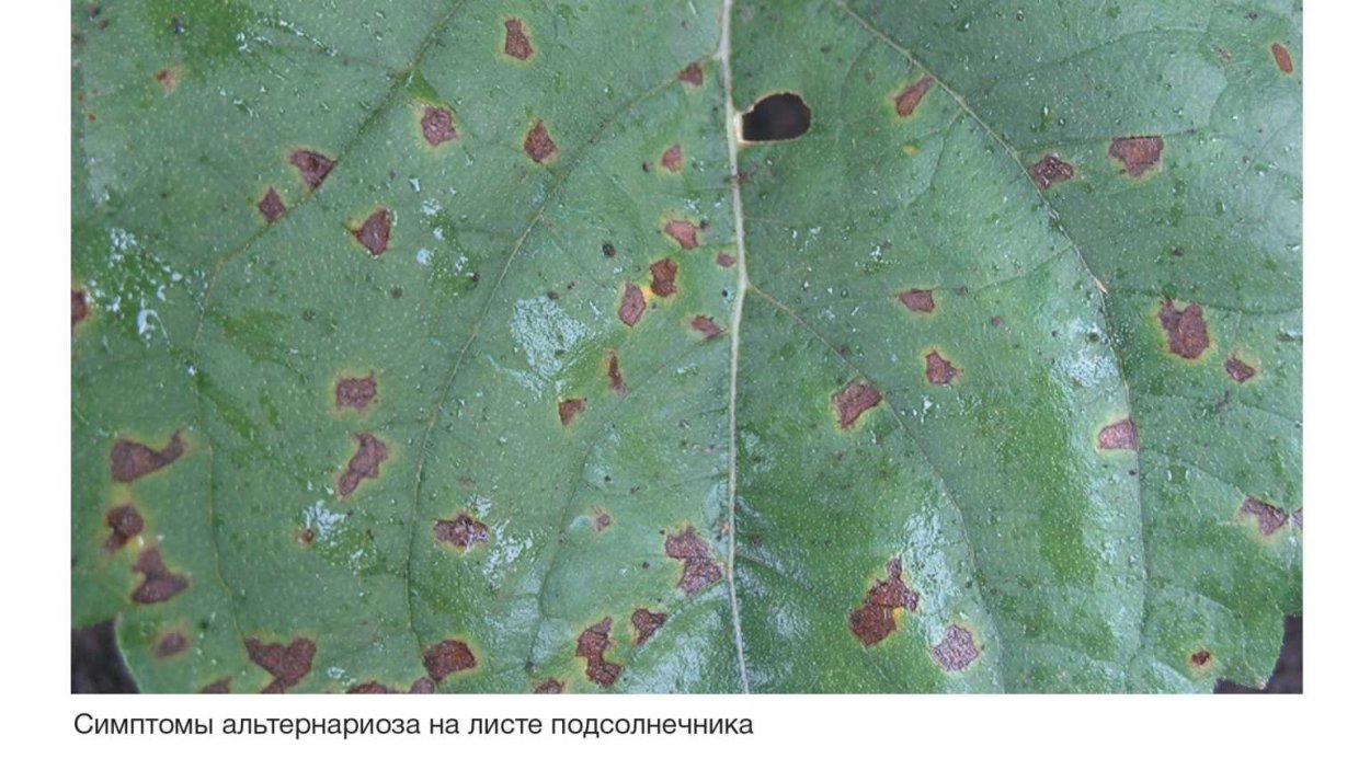 Бурая пятнистость подсолнечника