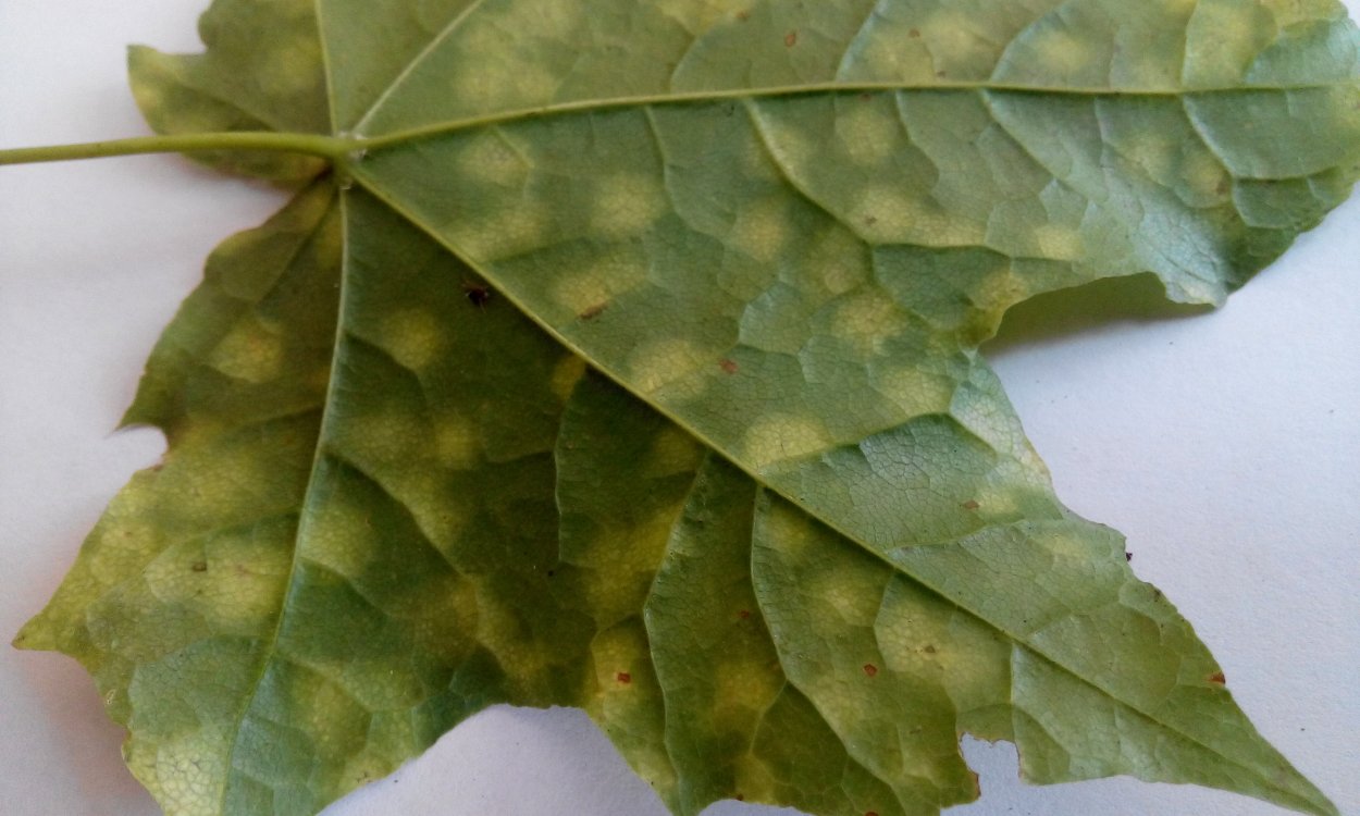 Коралловая пятнистость клена