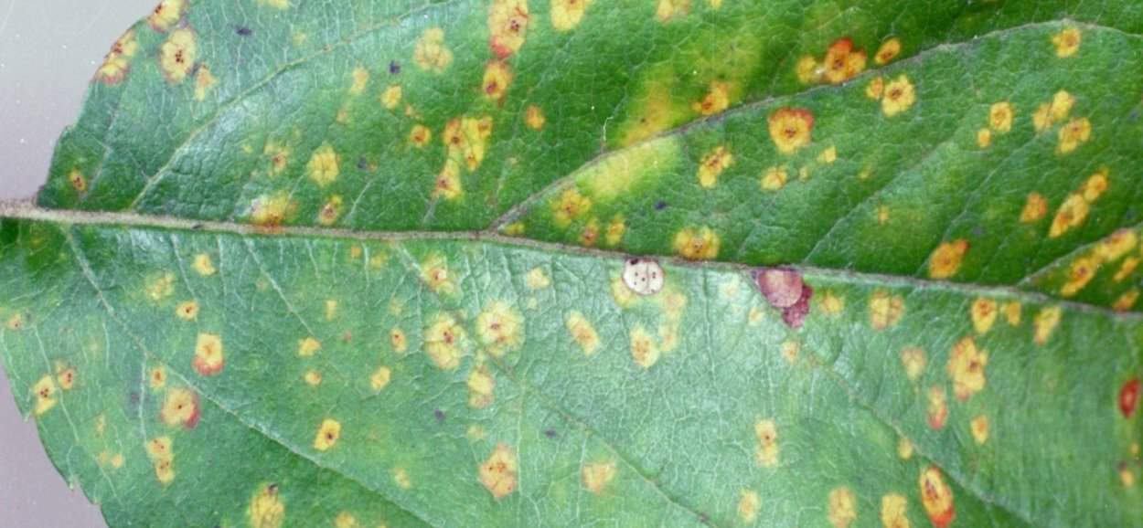 Бурая пятнистость яблони на листьях