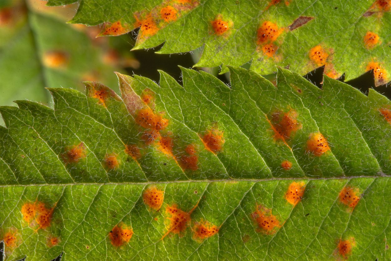 Ржавчинные грибы на растениях