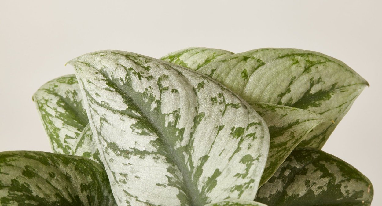 Сциндапсус Сильвер Сплеш