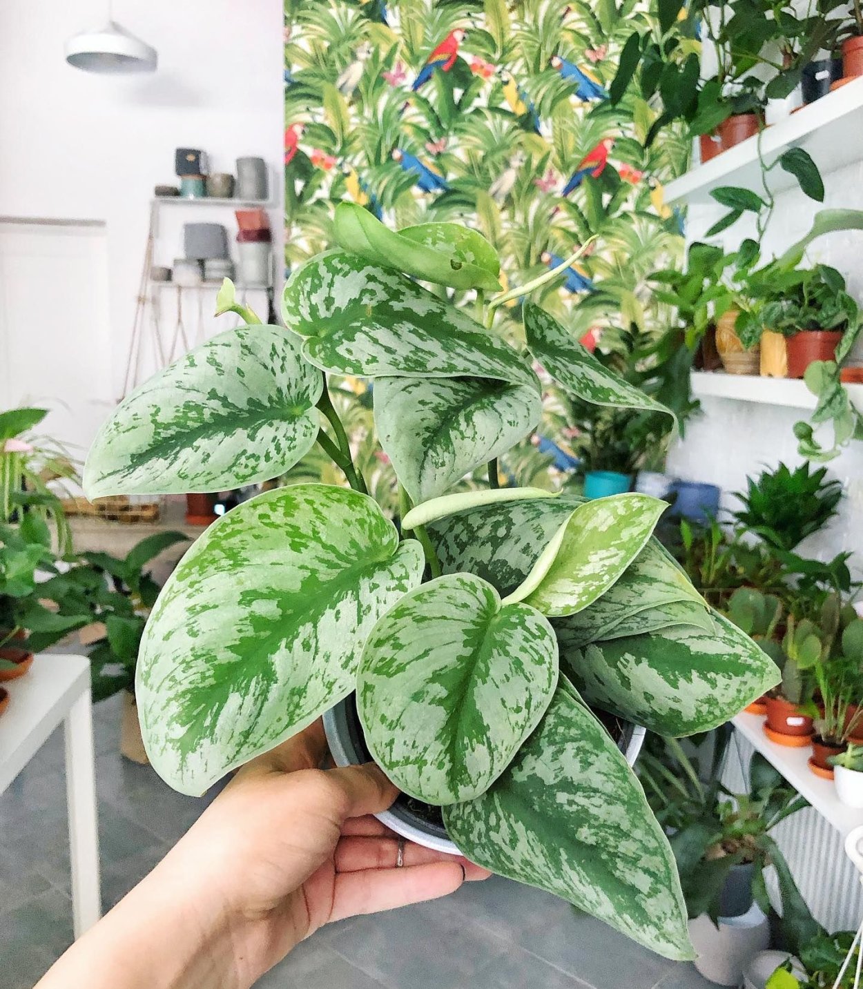 Сциндапсус Пиктус Сильвер Анна