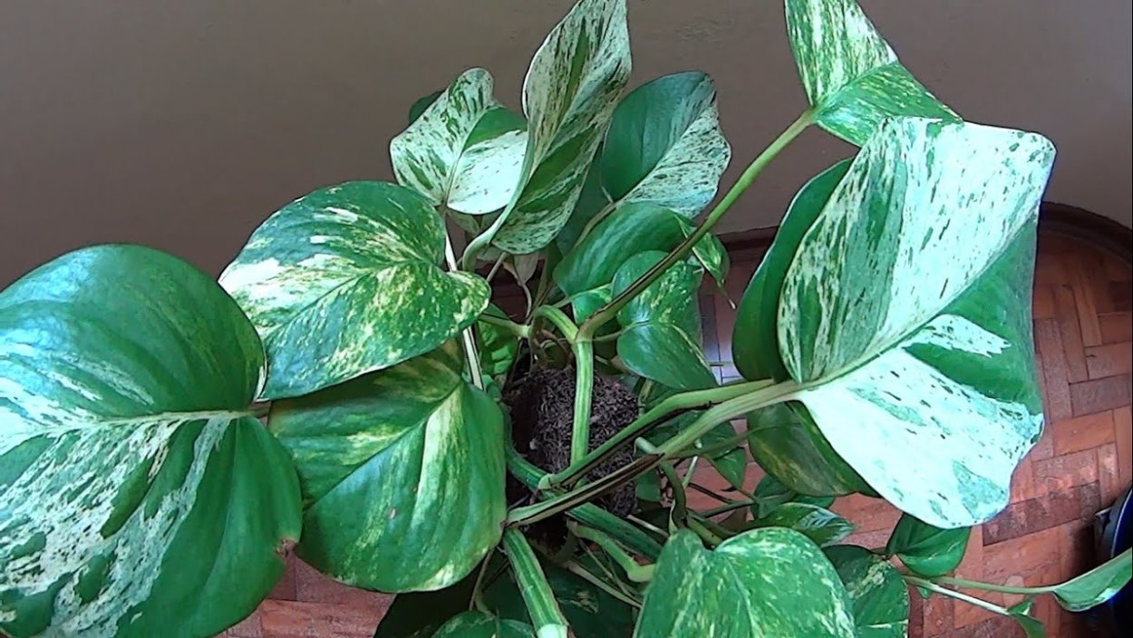 Сциндапсус мраморная Королева