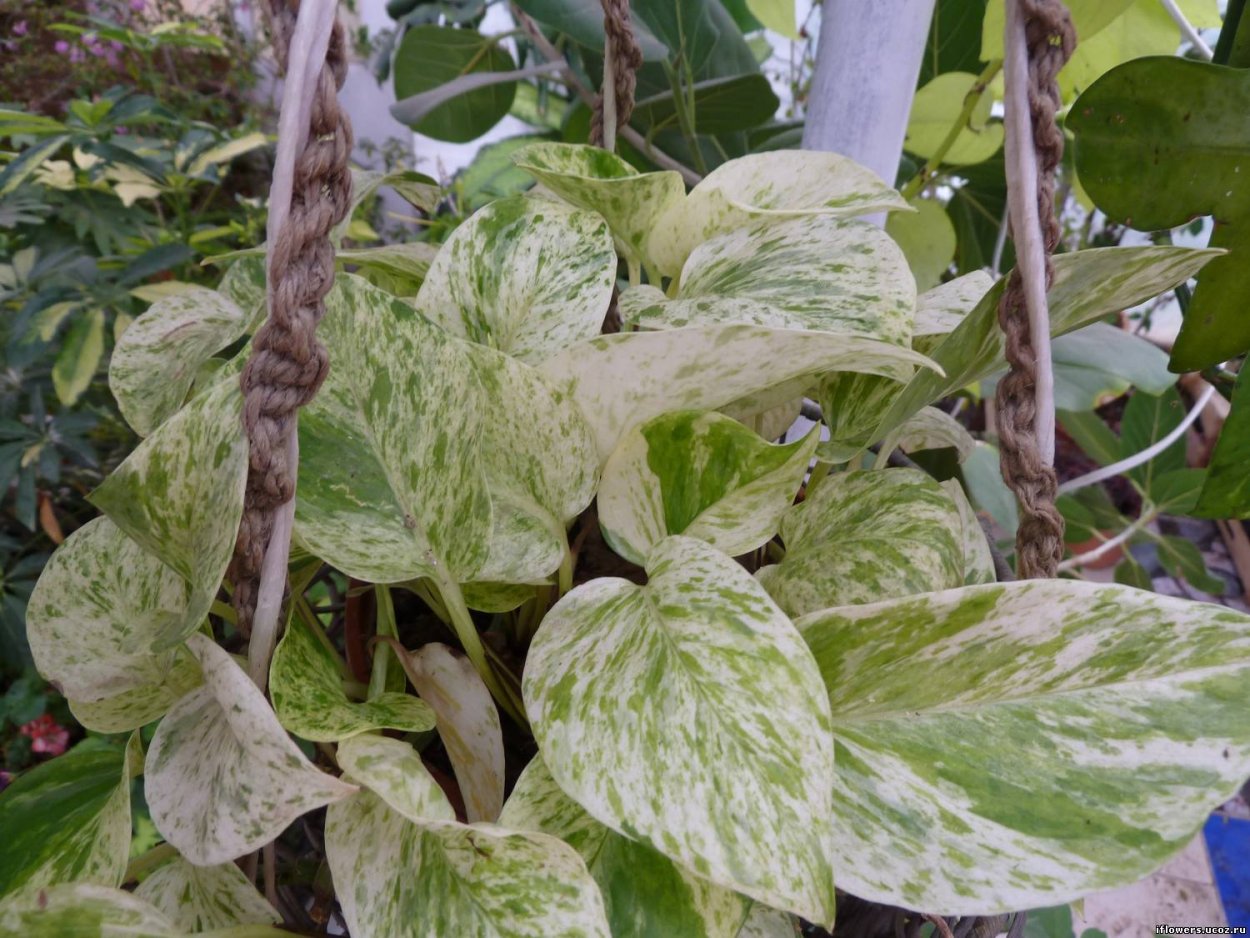 Сциндапсус Сильвер Квин