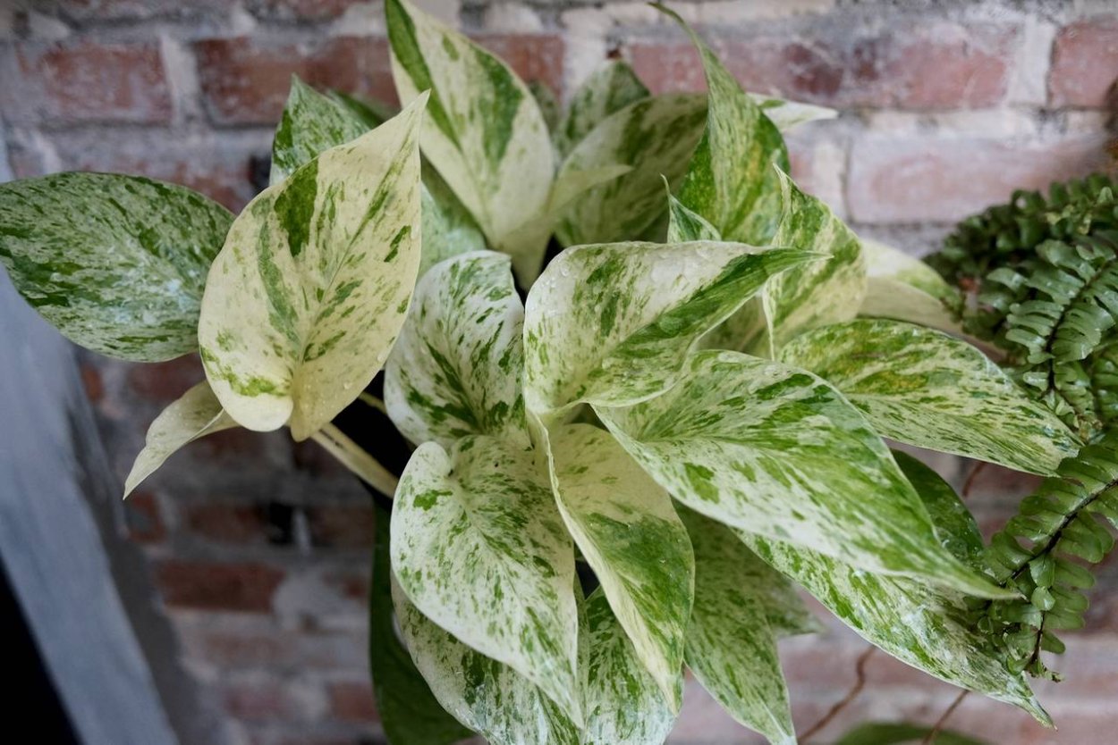 Эпипремнум Голден Квин