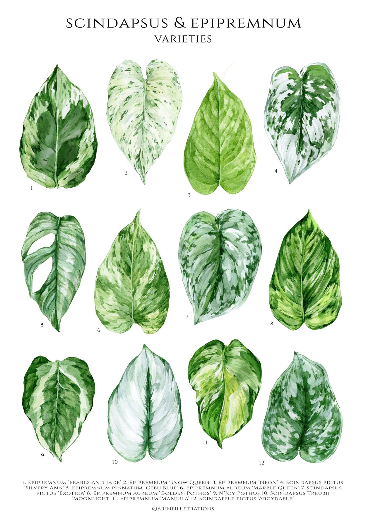 Сциндапсус species