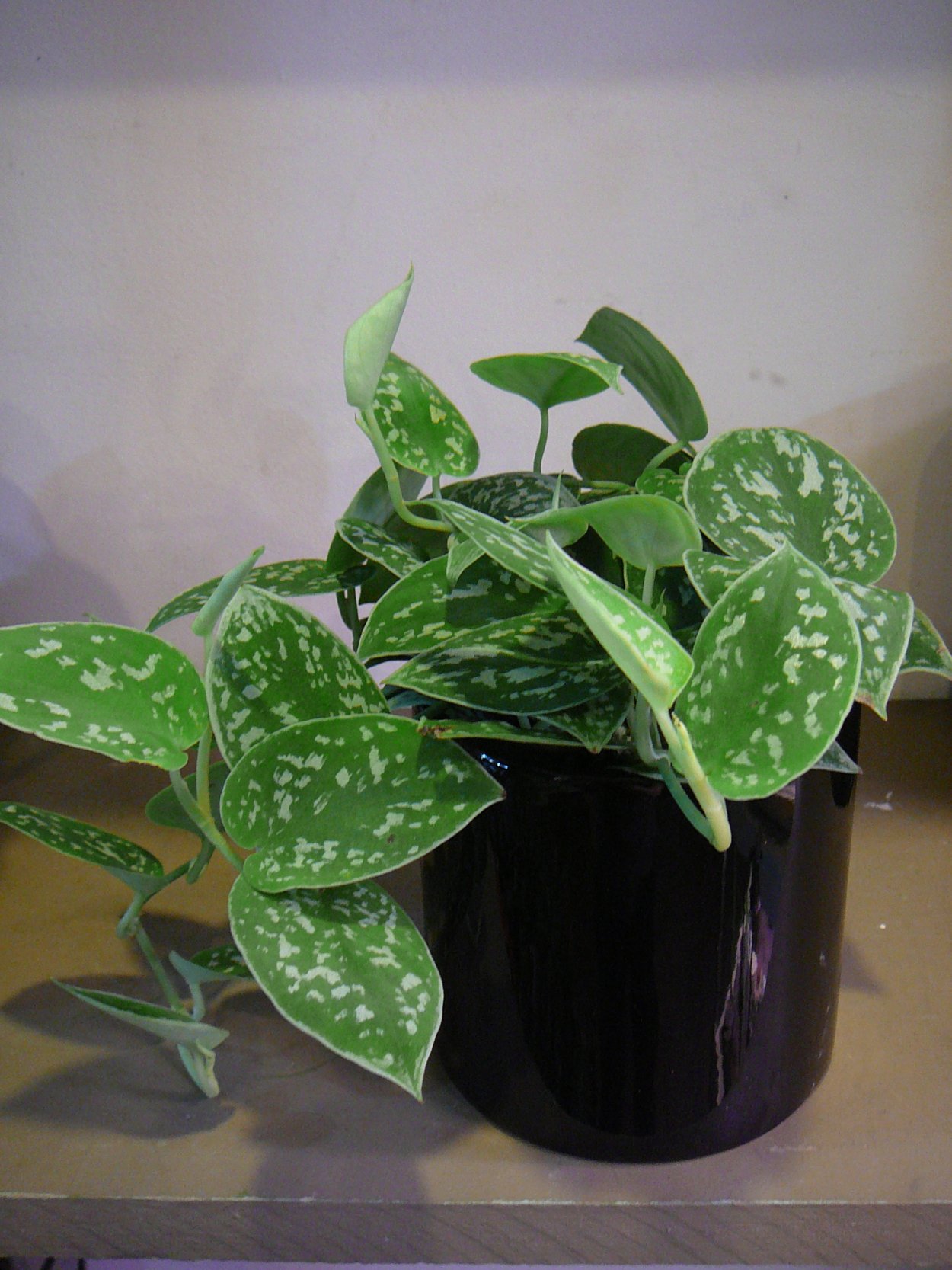 Сциндапсус экзотика