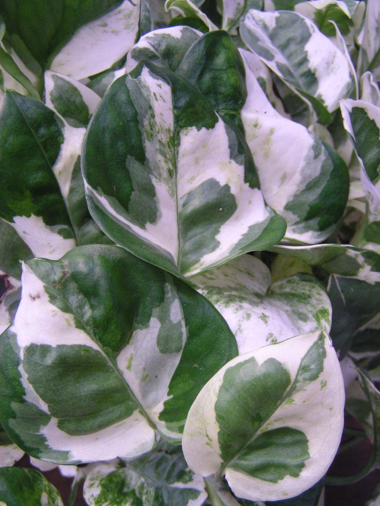 Эпипремнум Сильвер Квин