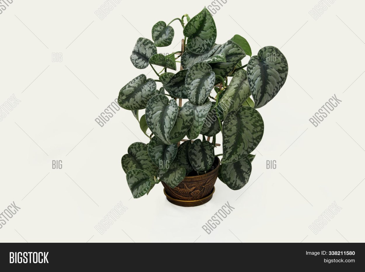 Сциндапсус