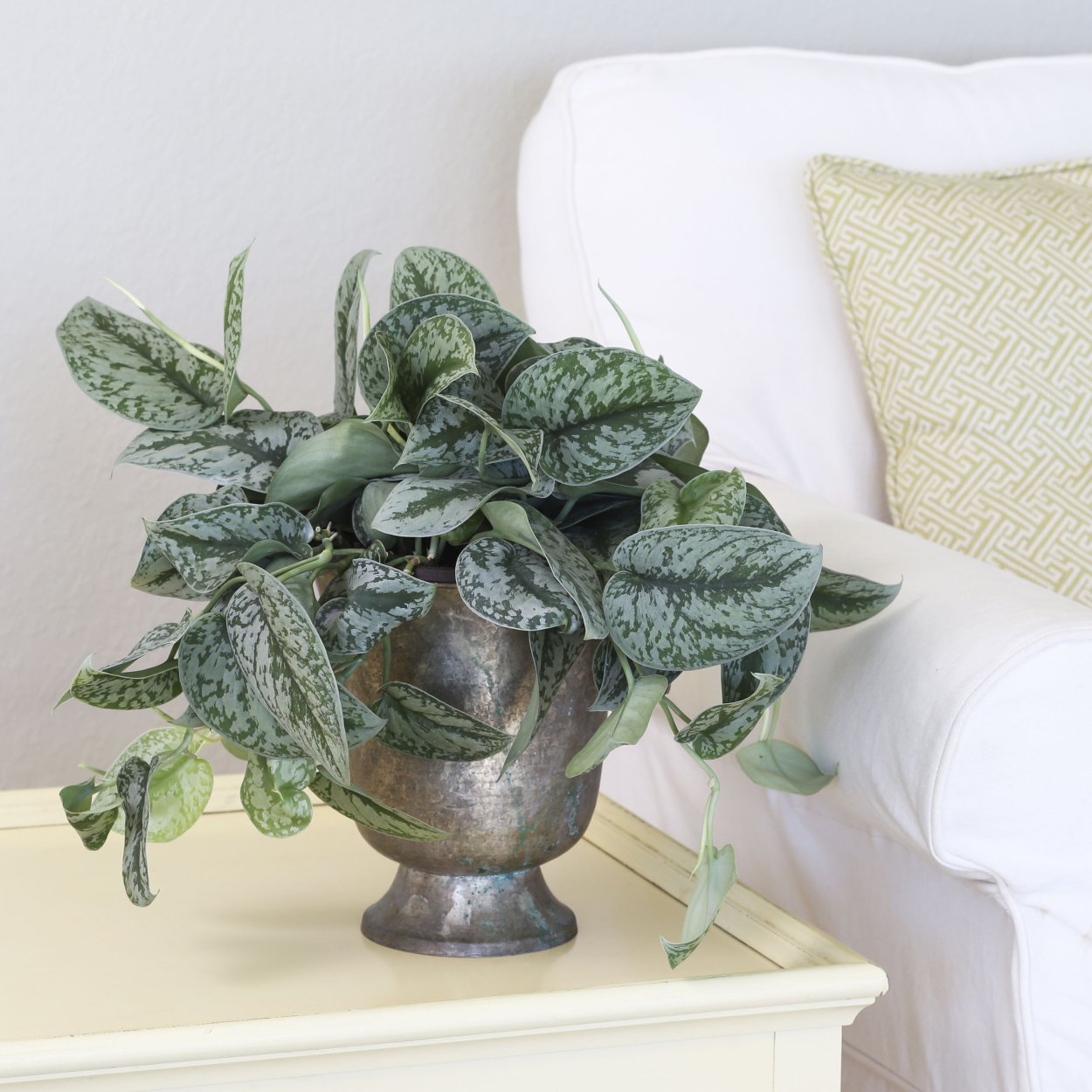 Scindapsus pictus Argyraeus