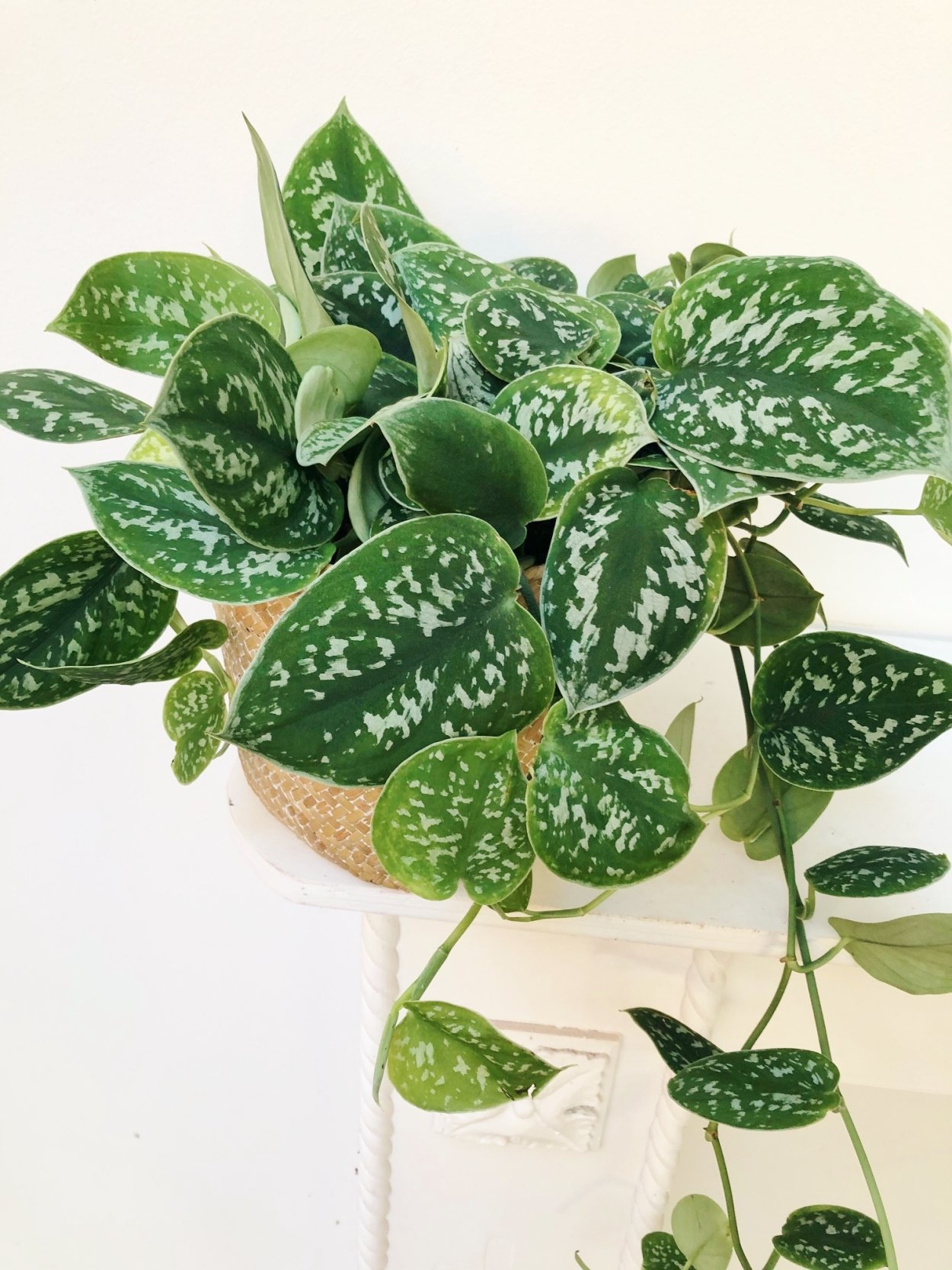 Сциндапсус Silver Hero